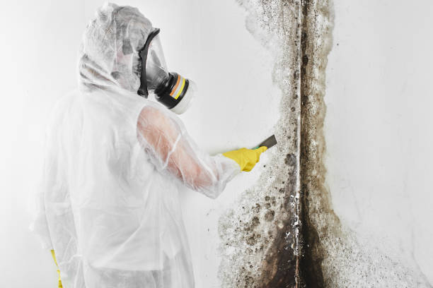Best Residential Mold Removal  in Oakland, OR