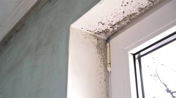 Best Local Mold Removal Service  in Oakland, OR
