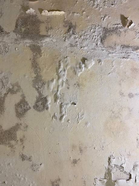 Best Office Mold Removal Services  in Oakland, OR