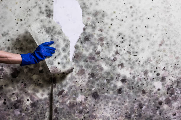 Best Best Mold Removal Companies  in Oakland, OR