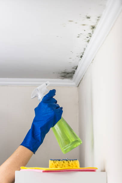 Crawl Space Mold Removal in Oakland, OR